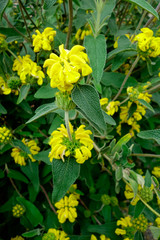 DREILAPPIGER SALBEI . Salvia Fructicosa .  Salvia triloba