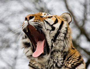 portrait of a tiger yawning