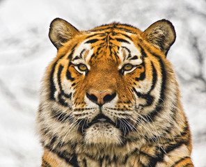 Close up portrait of a tiger