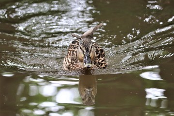 wild duck in water