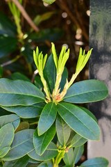 flowers in the garden