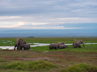 Elephant family roaming in Amboseli National Park, Kenya 