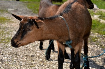Fototapeta premium brown goat in the grass
