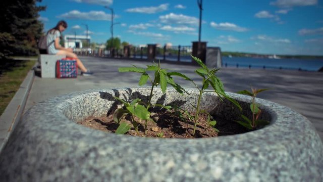 Little wild green cannabis grows unnoticed in gray stone flower bed against the background of blurred people having rest on embankment in city park.
