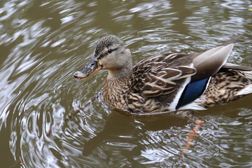 close up of duck