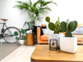 Light modern living room with an urban jungle feeling thanks to numerous houseplants and a...