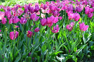 tulips in the garden