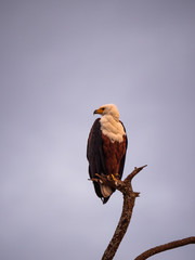 African Fish Eagle in Amboseli National Park, Kenya
