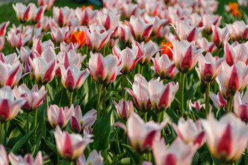 Field of tulips