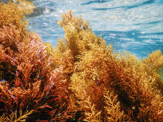 Forest of Seaweed, Seaweed Underwater, Seaweed Shallow Water near surface © allexxandarx
