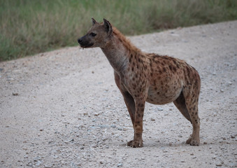 Hyena in Amboseli National Park, Kenya