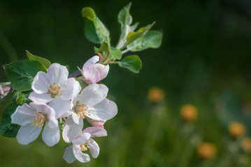 Apple tree blossom