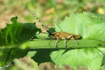 Barbel beetle on green plant in the garden, closeup