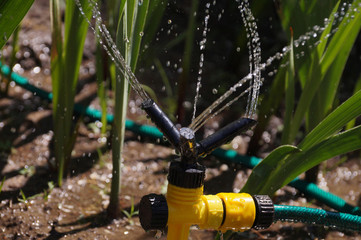 3-Arm Garden Sprinkler. Spraying plants during hot weather.