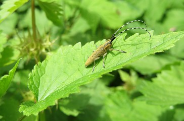 Barbel beetle on green leaf in the garden, closeup