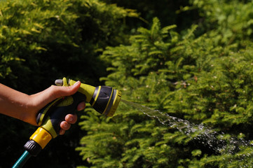 A sunlit stream of water. Watering garden crops with a watering gun.