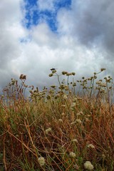 ERA OF ERIOGONUM - JOSHUA TREE NP - 052319 - southern mojave desert native, our modern way of life is unsustainable, we must protect indigenous ecology or we risk an era of biological collapse
