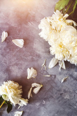 Bunch of amazing white peonies on grey background