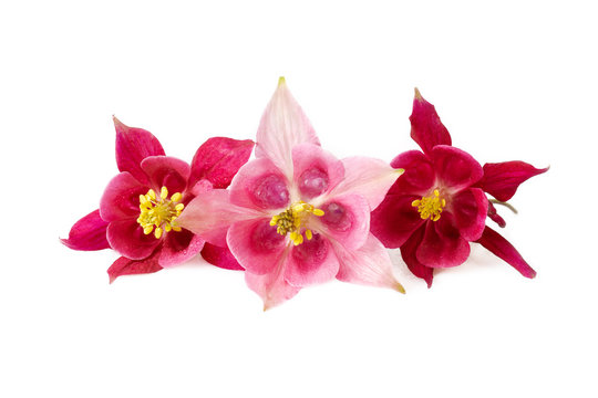three red pink flower of aquilegia or akelei fresh flowers with water drops isolated on white background