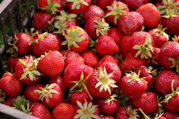 Harvesting fresh strawberries in June. Sweet red strawberry. Strawberry Farm Box with ripe berry. Manual labor in the garden. A bunch of strawberries in hand.