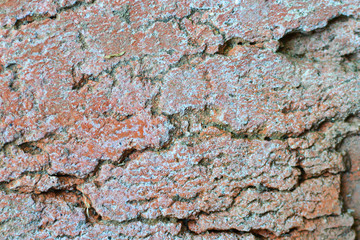 Red brick texture background. Red brick texture for background, design and project.