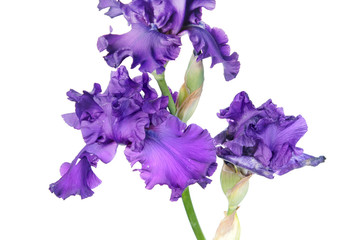 Purple iris flower close-up isolated on white background. Cultivar with ruffled flower from Tall Bearded (TB) iris garden group