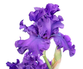 Purple iris flower close-up isolated on white background. Cultivar with ruffled flower from Tall Bearded (TB) iris garden group