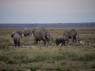 Naklejka na ściany i meble Elephant family roaming in Amboseli National Park, Kenya 
