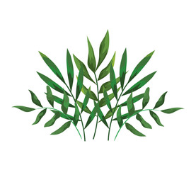 branches with leafs plants decorative icon