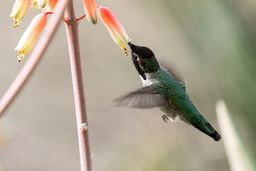 Hummingbird eating nectar