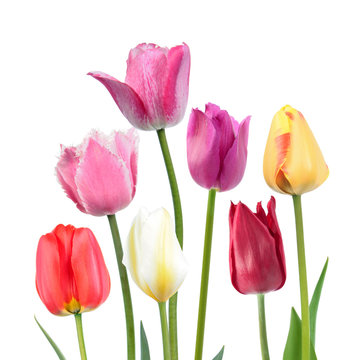 Set of different color tulip flowers isolated on white background. Cultivars from different garden groups