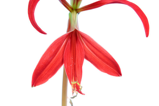 Red flower of Sprekelia formosissima or Aztec lily isolated on white background