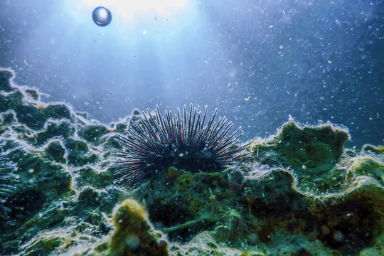 Underwater Sea Urchins on a Rock, Close Up Underwater Urchins