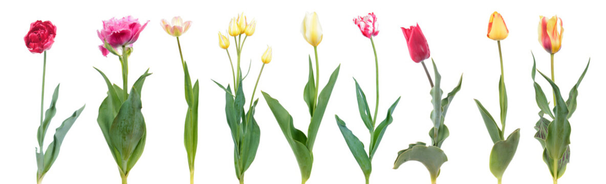 Big set of different color tulip flowers with green leaves isolated on white background. General view of flowering plants. Cultivars from different garden groups