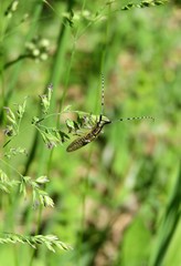 Barbel beetle on plant in the meadow on natural green background