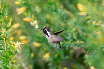 Hummingbird Hovering