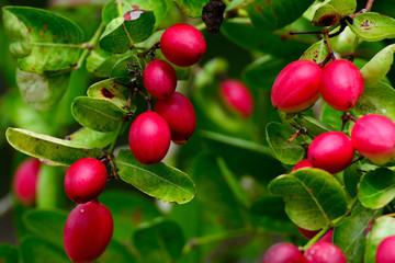 Close up group of Carissa  on branch tree leaf background