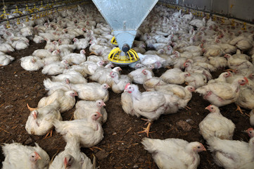 Farm for growing broiler chickens