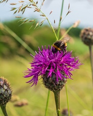 Hummel auf Skabiosen-Flockenblume
