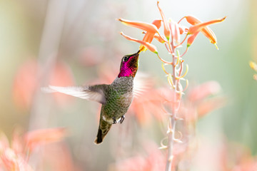 Vibrant Colored Hummingbird Eating 