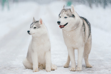 Syberian husky couple in winter. Beautiful puppies. Lovely dogs. Friendly pet.