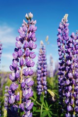 Obraz premium Violet lupine (Lupinus, lupin) flower Blooming in the meadow. Lupins in full bloom