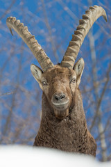 Closeup of Ibex mountain (Capra ibex)