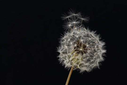 Dandelion Puff Spreading Seeds