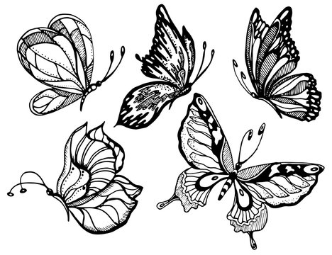 Black and white butterflies on white background for design and decoration, logo, clipart, coloring pages. Vector illustration.