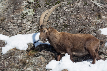 Closeup of Ibex mountain (Capra ibex)