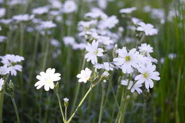 Closeup Cerastium tomentosum called also Snow-in-Summer with blurred background in garden