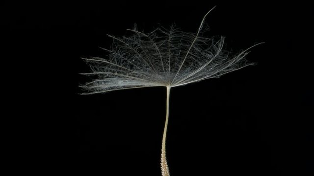 Rotating one seed. Isolated on black bakground, Extreme close up, Rotation 360 degrees