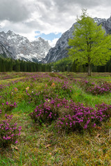 Fototapeta premium Wiosna w dolinie Krma w Alpach Julijskich z kwitnących dzikich kwiatów, Park Narodowy Triglav, Słowenia