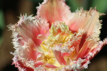 closeup of a flower